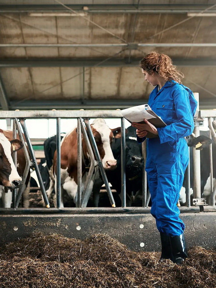 Manual Inspection